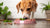 How to Start Your Dog on a Raw Food Diet: A Comprehensive Guide