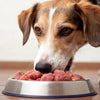 How to Start Your Dog on Raw Food: A Comprehensive Guide for Pet Owners