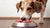 How to Start Your Dog on Raw Food: A Comprehensive Guide for Pet Owners