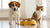 How to Stop a Dog from Eating Cat Food: Effective Strategies for Multi-Pet Households-140298289391