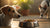 How to Stop a Dog from Eating Other Dog's Food: A Comprehensive Guide
