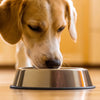 How to Stop a Dog from Flipping Water Bowl: Effective Strategies for Owners