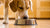 How to Stop a Dog from Flipping Water Bowl: Effective Strategies for Owners