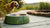 How to Stop Algae from Growing in Your Dog Water Bowl: A Complete Guide for Pet Owners