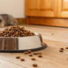 How to Stop Ants From Getting in Dog Food Bowl: A Guide