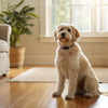 How to Stop Behavioral Dog Peeing in House: Your Ultimate Guide
