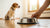 How to Stop Dog from Flipping Food Bowl: Practical Solutions for Pet Owners