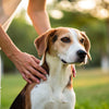 How to Stop Dog Hiccups: A Comprehensive Guide for Pet Owners