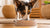 How to Stop Dog Splashing Water Bowl: Effective Solutions for a Mess-Free Home-140794626287