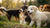 How to Stop Food Aggression in Puppies Towards Other Dogs: A Comprehensive Guide