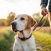 How to Stop Mounting Behavior in Male Dogs: Tips and Insights