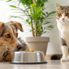 How to Stop My Dog Eating Cat Food: Essential Tips and Strategies