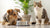 How to Stop My Dog Eating Cat Food: Essential Tips and Strategies