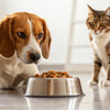 How to Stop My Dog From Eating Cat Food