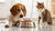 How to Stop My Dog from Eating Cat Food: A Comprehensive Guide