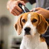 How to Stop My Dog from Itching: A Comprehensive Guide
