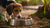 How to Stop My Dog from Playing in Water Bowl: Effective Strategies for Pet Owners