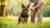 How to Stop My Dog's Aggressive Behavior: A Comprehensive Guide-141094977775