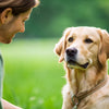 How to Stop Reactive Dog Behavior: A Comprehensive Guide for Pet Owners