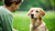 How to Stop Reactive Dog Behavior: A Comprehensive Guide for Pet Owners