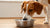 How to Stop Your Dog from Dripping Water from Their Bowl: Effective Solutions for a Mess-Free Home