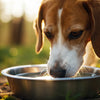 How to Stop Your Dog from Dumping Their Water Bowl: Effective Strategies for Pet Owners