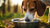 How to Stop Your Dog from Dumping Their Water Bowl: Effective Strategies for Pet Owners