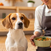 How to Stop Your Dog from Eating Human Food: A Comprehensive Guide
