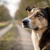 How to Stop Your Dog from Excessive Licking: A Comprehensive Guide
