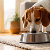 How to Stop Your Dog from Knocking Over Their Water Bowl: Practical Solutions