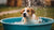 How to Stop Your Dog From Playing in the Water Bowl: Effective Solutions for Splashing Canines-140859179247