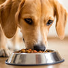 How to Stop Your Dog from Pushing Food Out of the Bowl