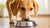 How to Stop Your Dog from Pushing Food Out of the Bowl