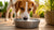 How to Stop Your Dog from Splashing in Their Water Bowl: Practical Solutions for Pet Owners
