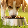 How to Stop Your Dog from Taking Food Away from the Bowl