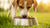 How to Stop Your Dog from Taking Food Away from Their Bowl