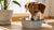 How to Stop Your Dog from Tipping Over Their Water Bowl: Solutions and Insights