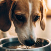 How to Stop Your Dog from Turning Over Their Water Bowl: Ultimate Guide for Pet Owners