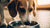 How to Stop Your Dog from Turning Over Their Water Bowl: Ultimate Guide for Pet Owners
