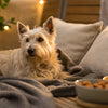 How to Store Canned Dog Food: Practical Tips for Freshness and Safety