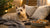 How to Store Canned Dog Food: Practical Tips for Freshness and Safety
