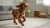 How to Store Dog Treats: A Comprehensive Guide for Pet Owners