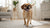 How to Store Dry Dog Food: The Ultimate Guide for Pet Parents
