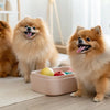 How to Store Homemade Dog Biscuits: A Comprehensive Guide