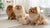 How to Store Homemade Dog Biscuits: A Comprehensive Guide