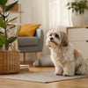 How to Store Homemade Dog Treats: A Comprehensive Guide for Pet Owners