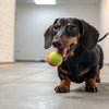 How to Store Leftover Canned Dog Food: Practical Tips for Freshness and Convenience