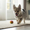 How to Store Natural Dog Treats: Preserve Freshness and Flavor