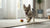 How To Store Natural Dog Treats Keep Them Fresh Tasty how-to-store-natural-dog-treats-keep-them-fresh-tasty