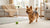 How to Store Opened Dry Dog Food: Best Practices for Freshness and Safety